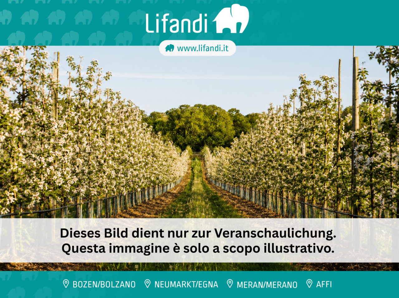 000__12_25_lifandi_vorlage_titelbild_komprimiert