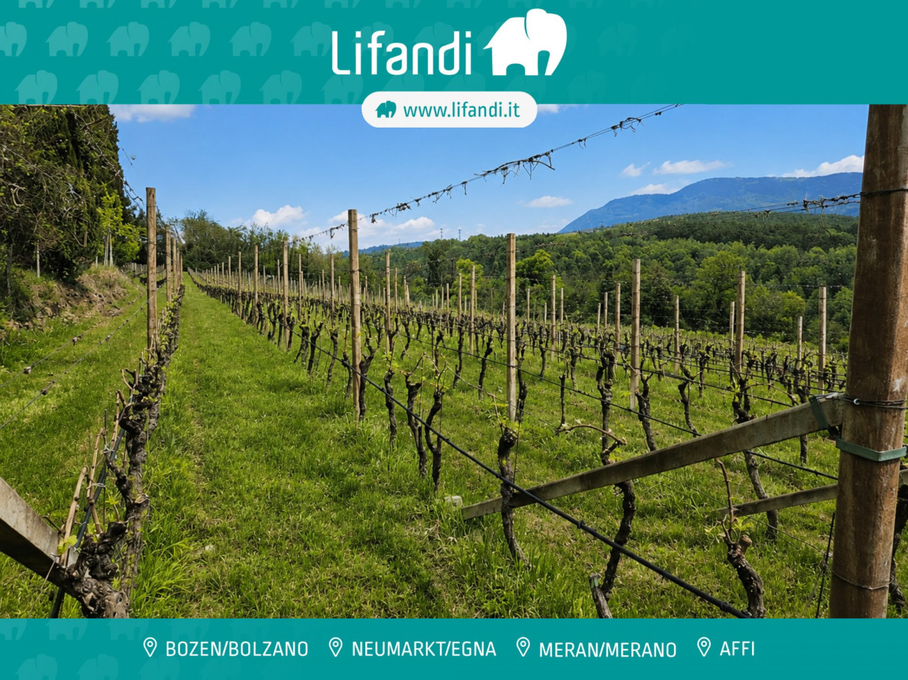 000__lifandi_titelbild_komprimiert Weingut