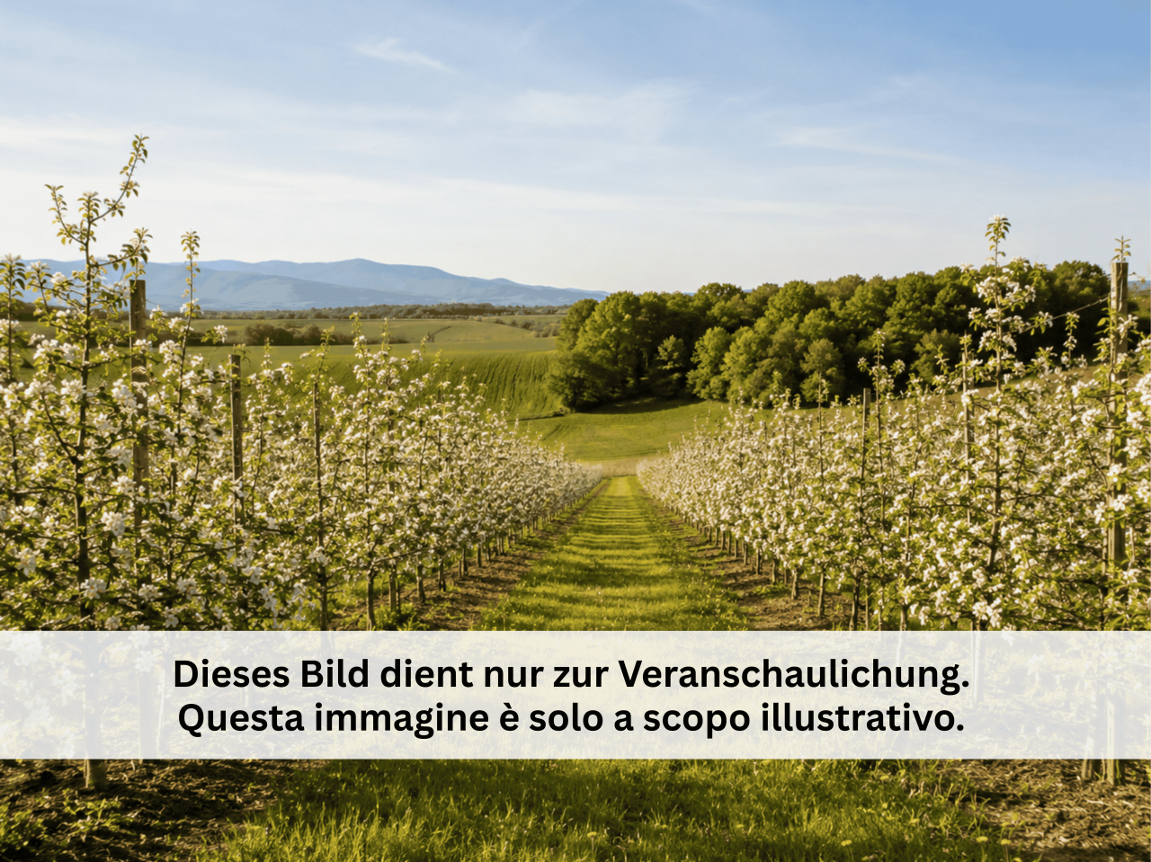 001__12_25_lifandi_vorlage_titelbild__1___1
