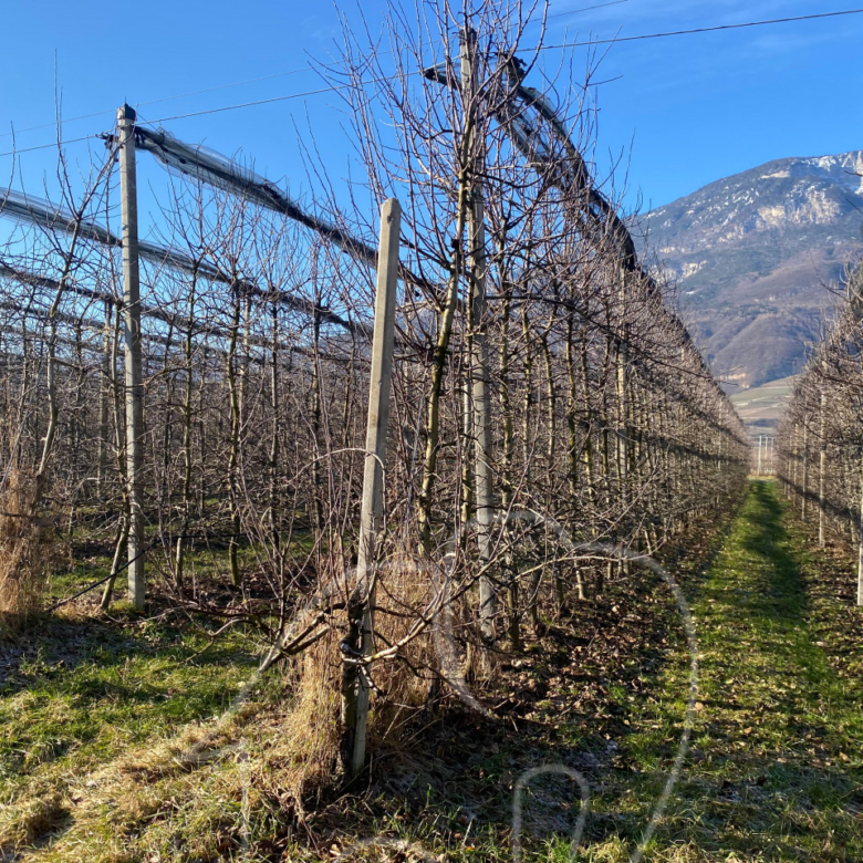 Kalterer Moos: Obstgut