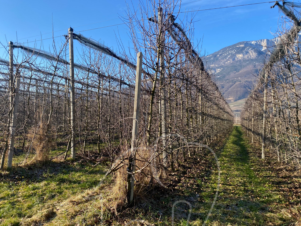 001__j2 Kalterer Moos: Obstgut
