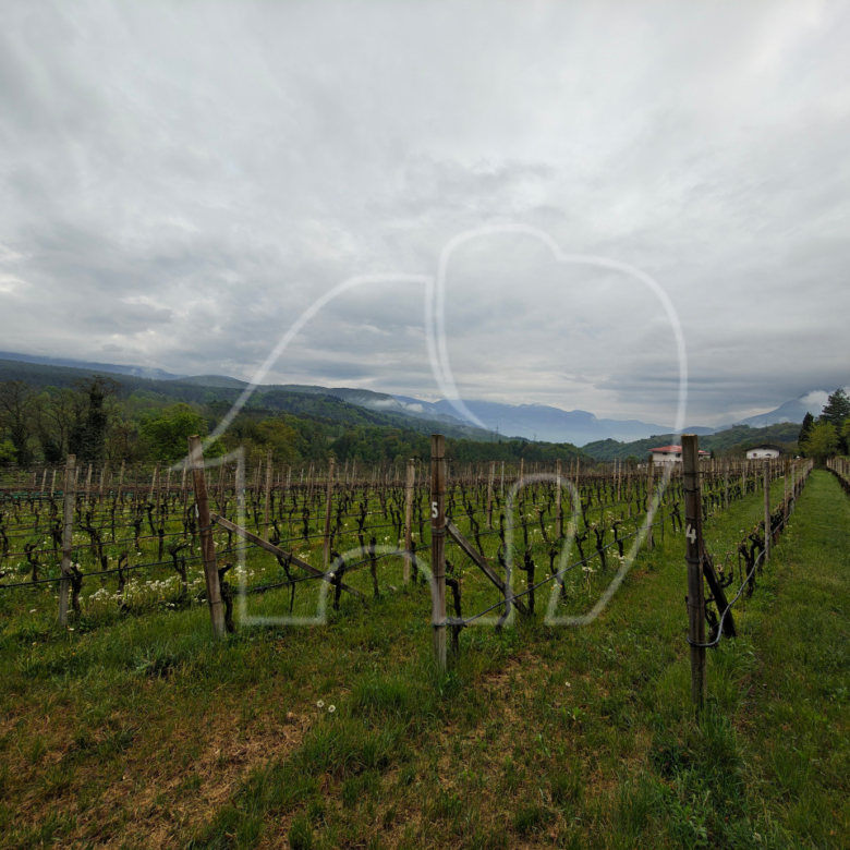 Weingut