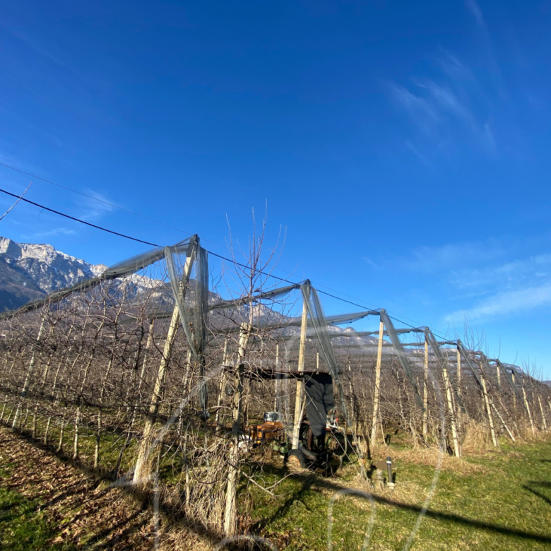 Kalterer Moos: Obstgut