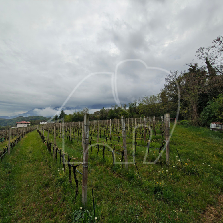 Weingut