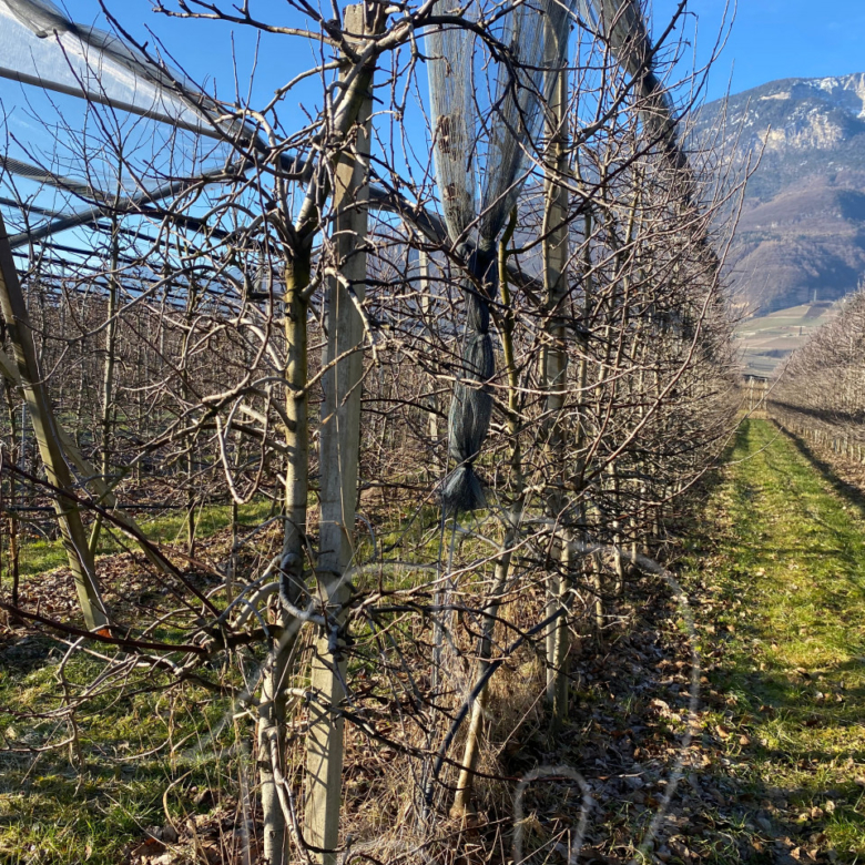 Kalterer Moos: Obstgut