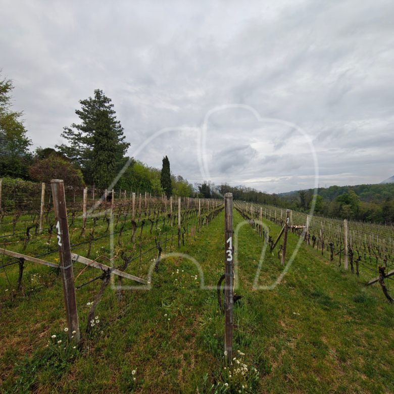Weingut