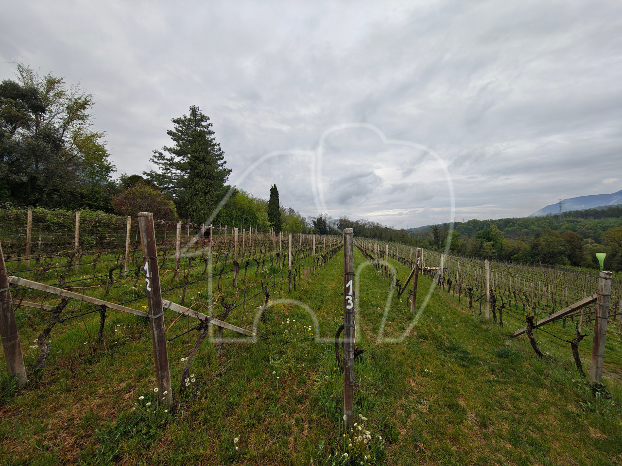 004__c3 Weingut