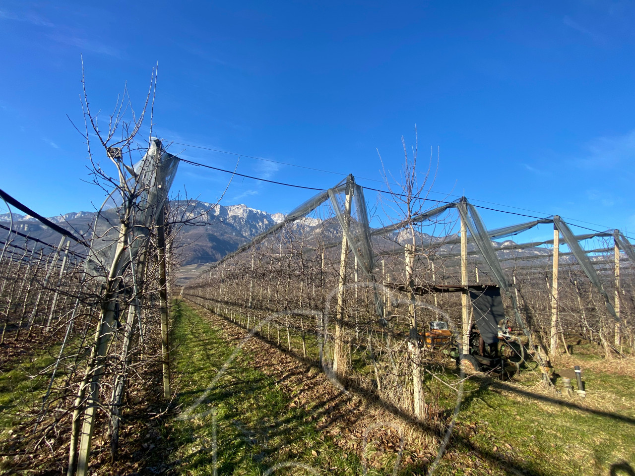 004__j8 Kalterer Moos: Obstgut