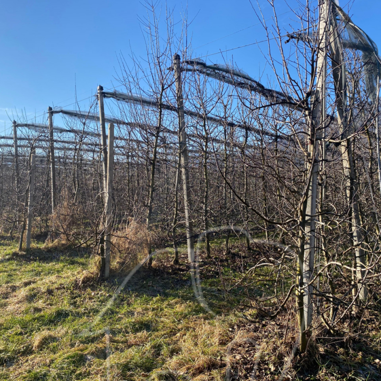 Kalterer Moos: Obstgut