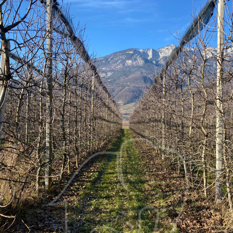 Kalterer Moos: Obstgut