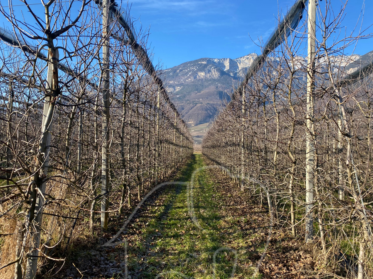 006__j3 Kalterer Moos: Obstgut