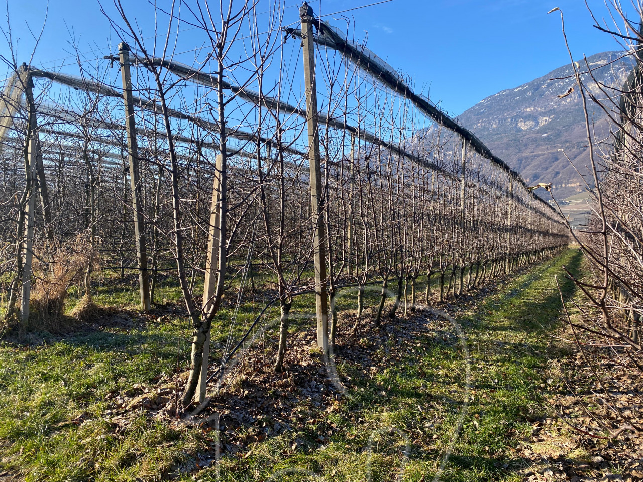 007__j4 Kalterer Moos: Obstgut