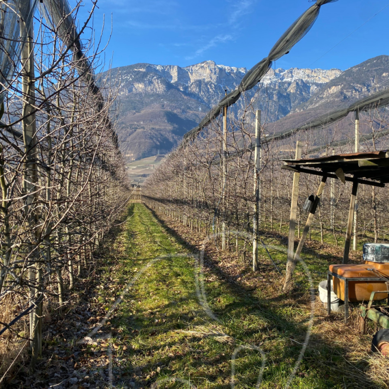 Kalterer Moos: Obstgut