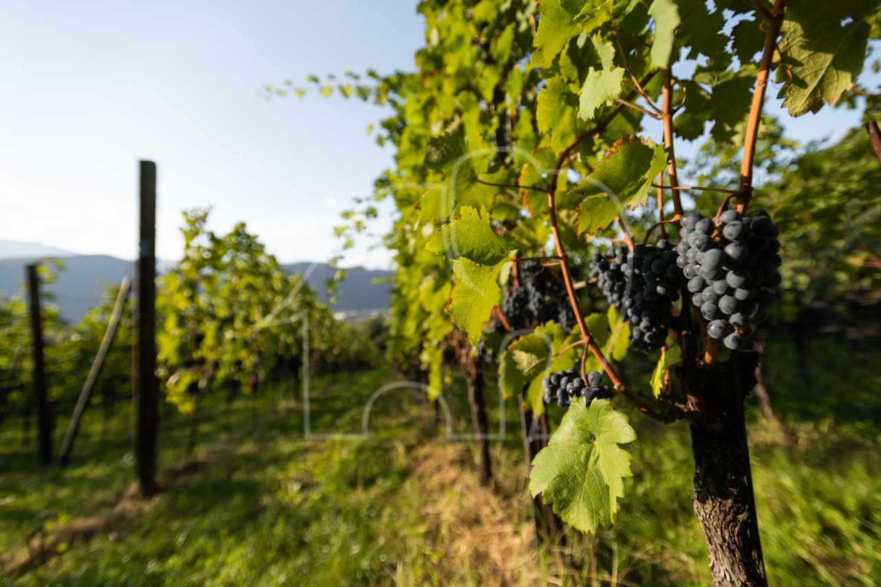 001__n1 Vendita discreta