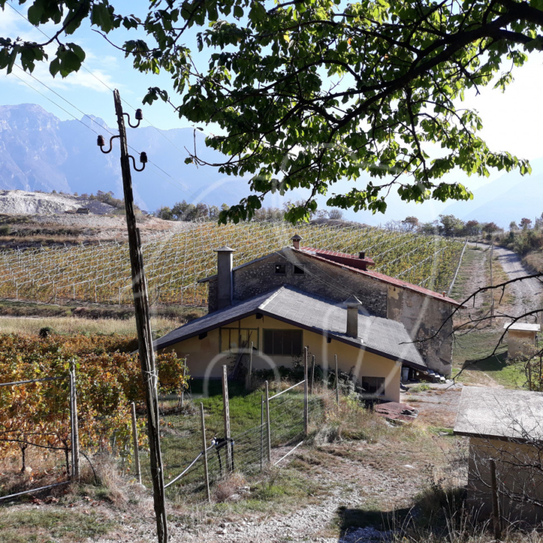 Villa d’epoca con Vigneto e Bosco