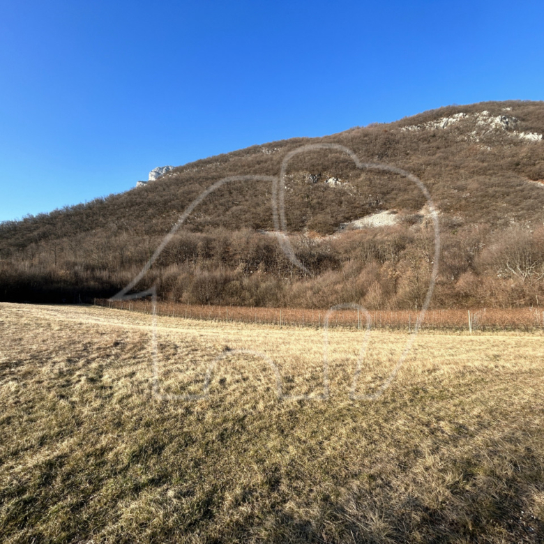 Villa d’epoca con Vigneto e Bosco