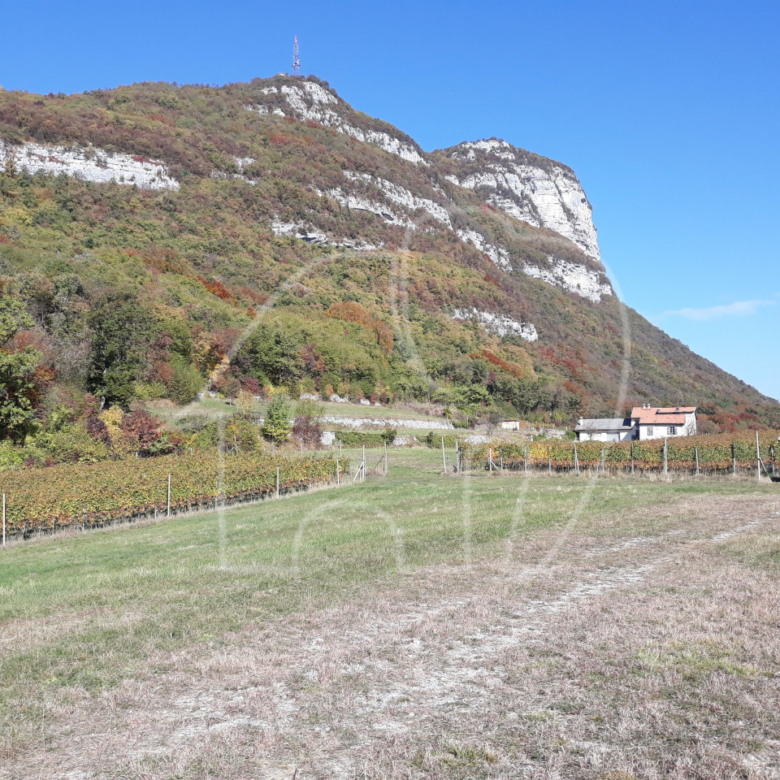 Villa d’epoca con Vigneto e Bosco