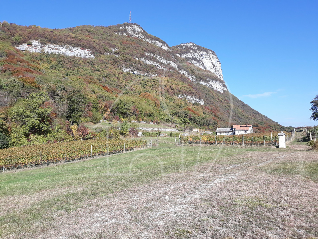 Villa d’epoca con Vigneto e Bosco