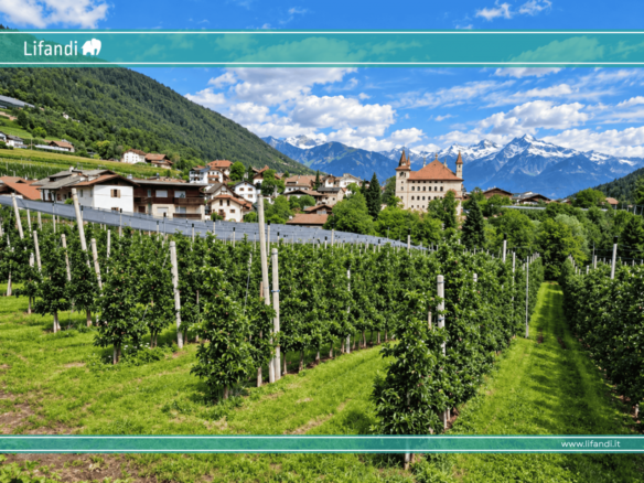 Vigneto a Cortaccia/Corona – 3.354 m² – Viti di Müller-Thurgau