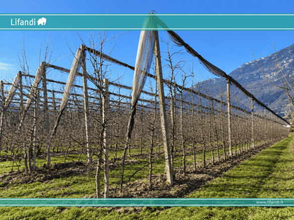 Palude di Caldaro: frutteto