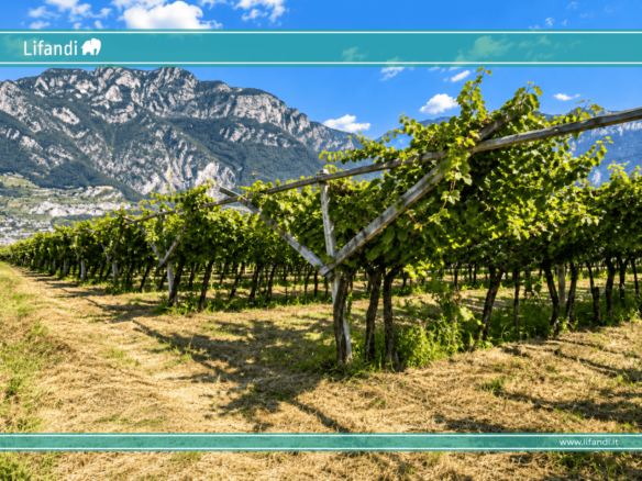 Vigneto Chardonnay