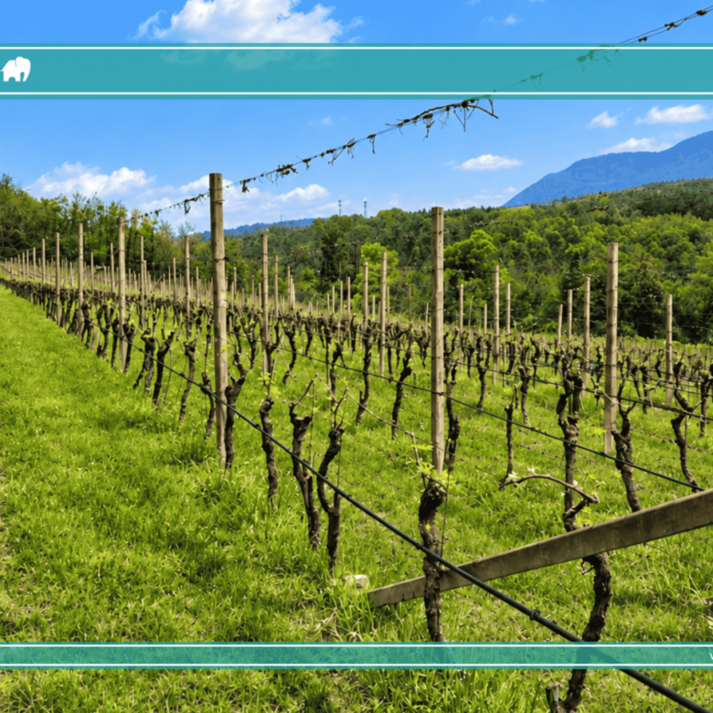 Weingut