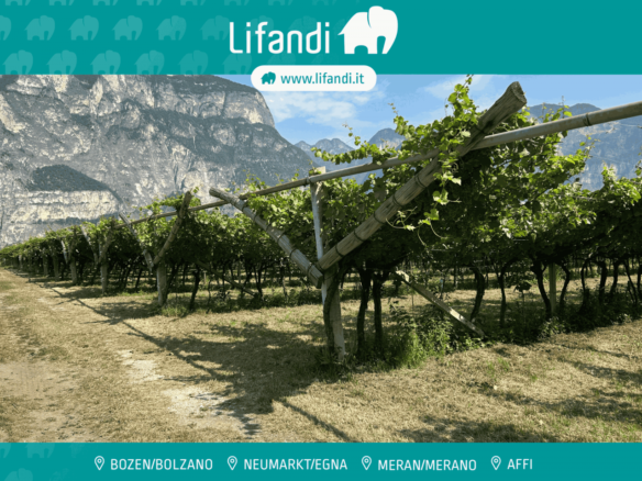 Vigneto Chardonnay