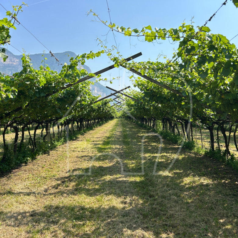Vigneto Chardonnay