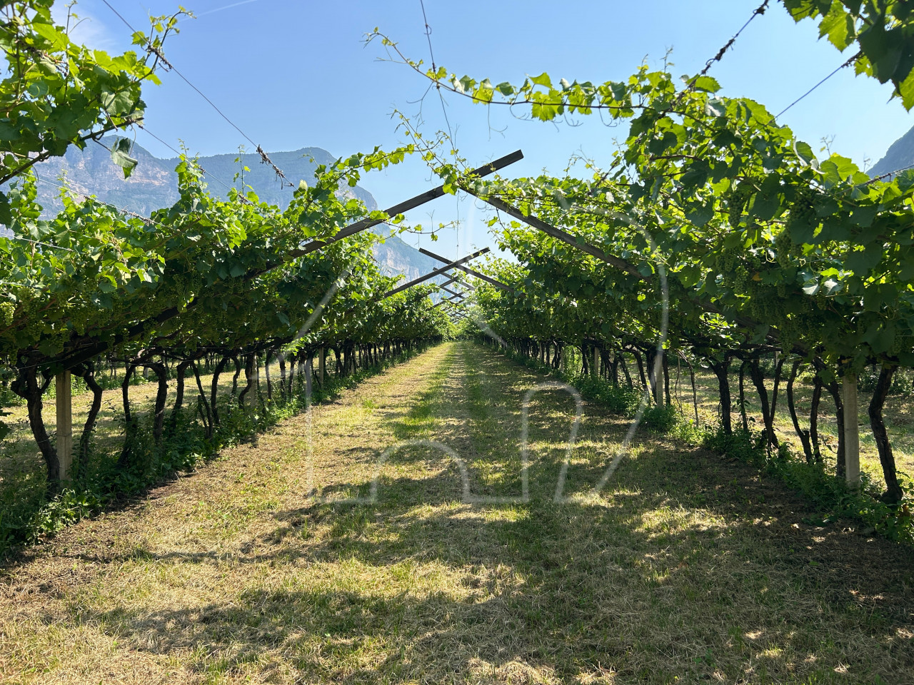 001__n1 Vigneto Chardonnay