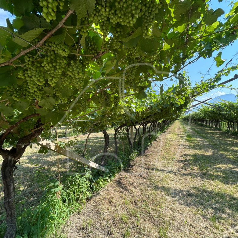Vigneto Chardonnay