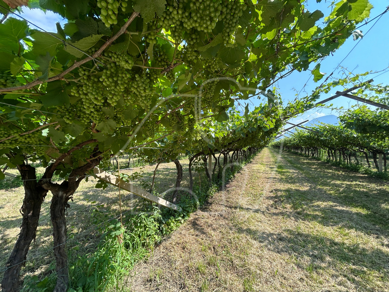 002__n2 Vigneto Chardonnay