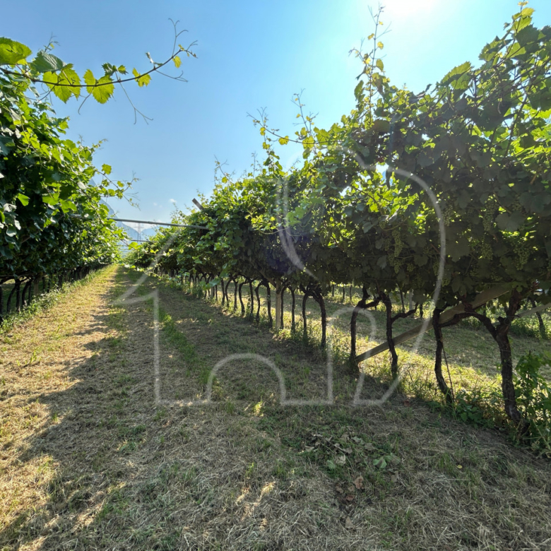 Vigneto a Mezzocorona
