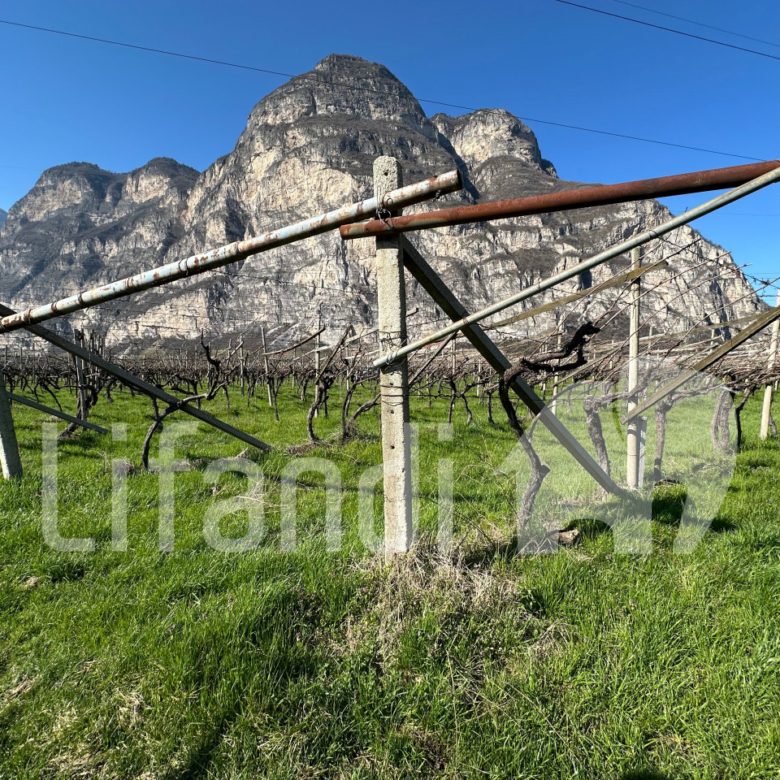 vigneto in Salorno