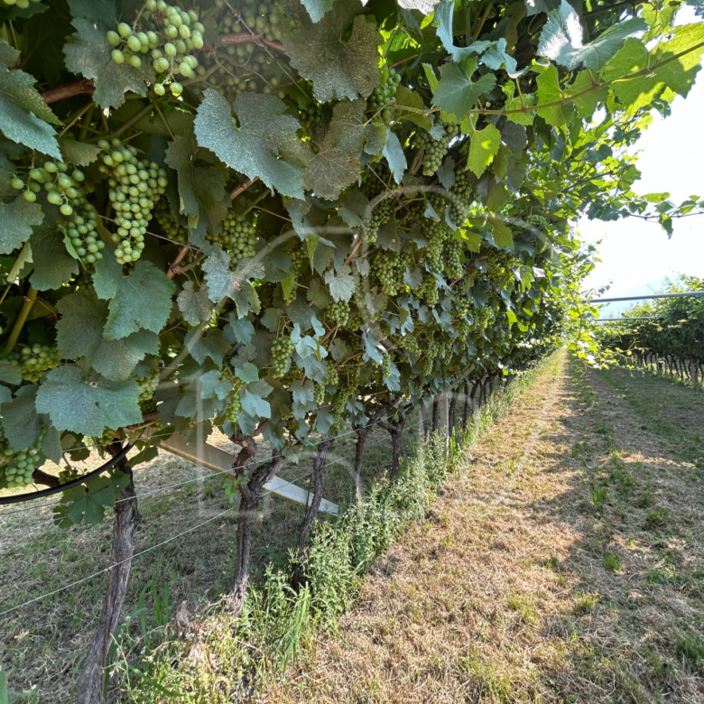 Vigneto a Mezzocorona