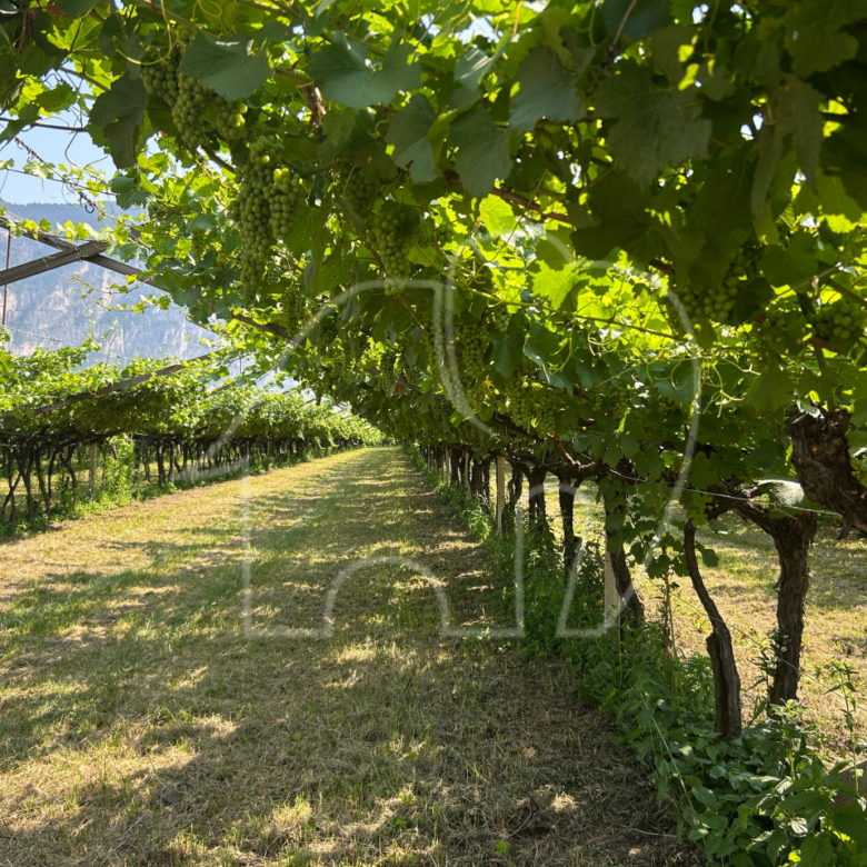 Vigneto Chardonnay