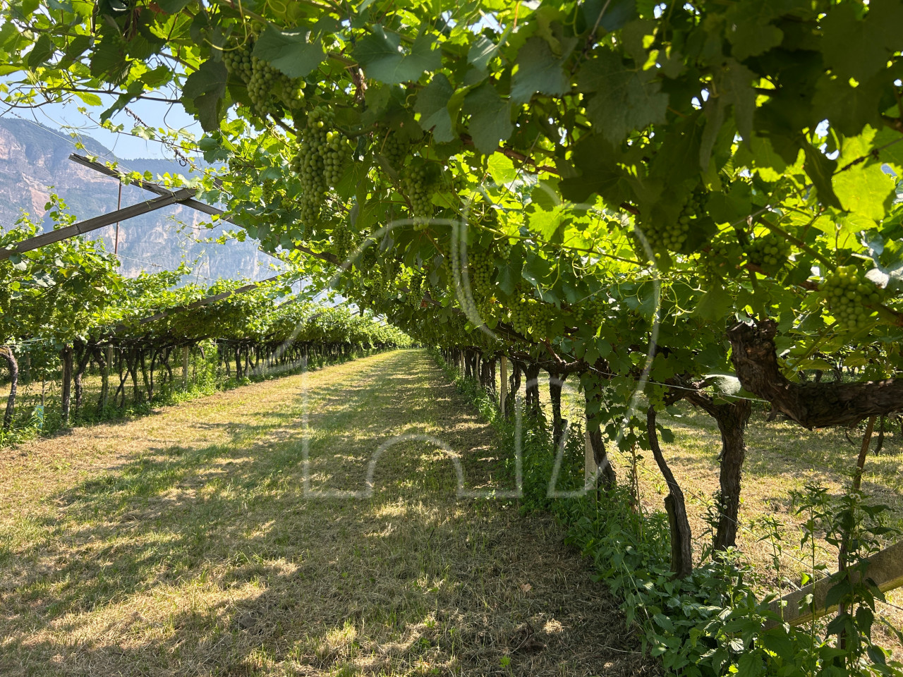 003__n3 Vigneto Chardonnay