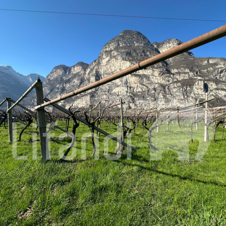 vigneto in Salorno