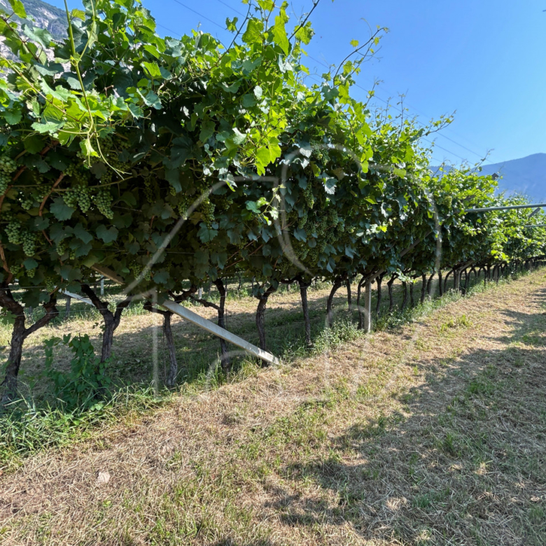 Vigneto a Mezzocorona