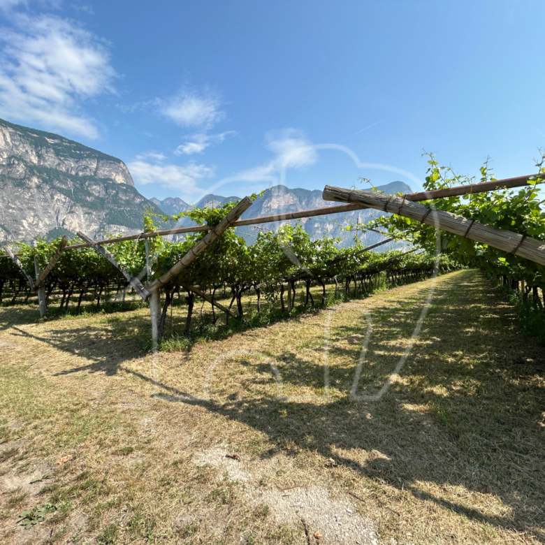 Vigneto Chardonnay