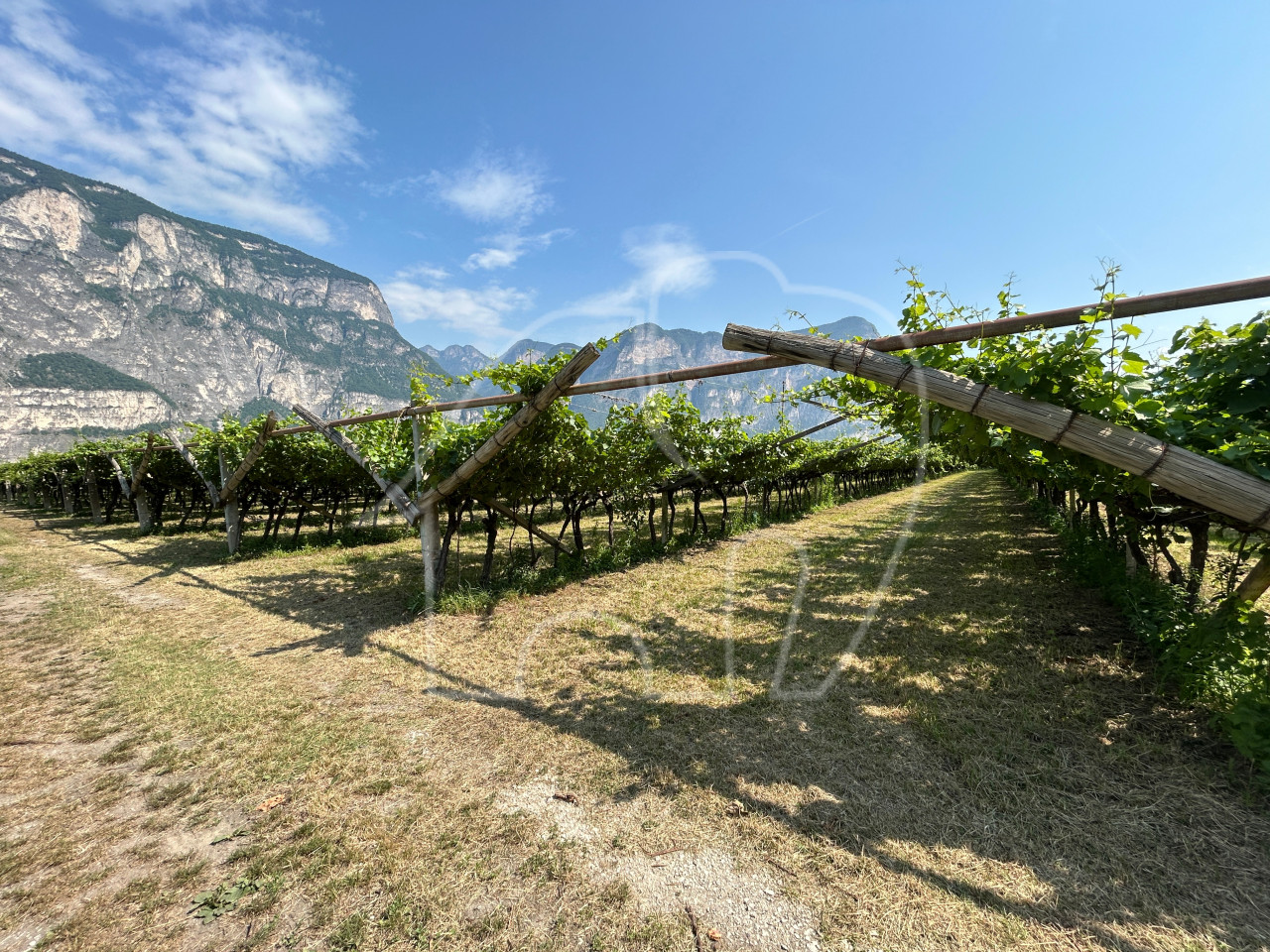 004__n4 Vigneto Chardonnay