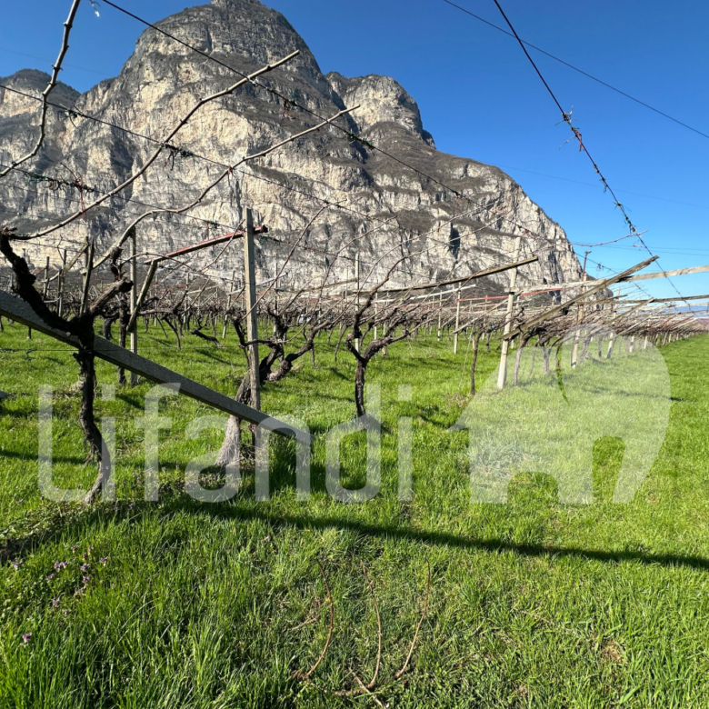 vigneto in Salorno