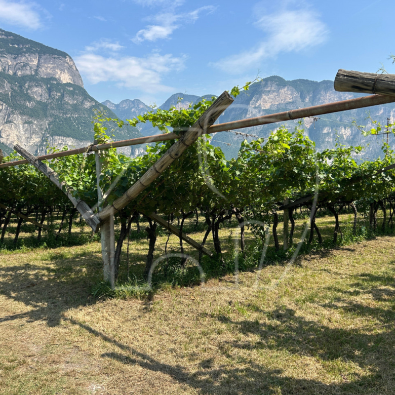 Vigneto Chardonnay