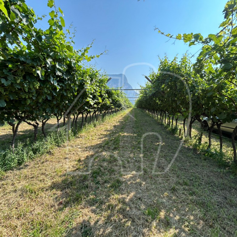 Vigneto a Mezzocorona