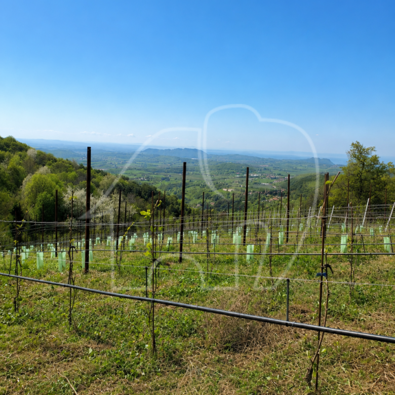 Spiazzi: Grundstück mit Weinberg und Panoramablick