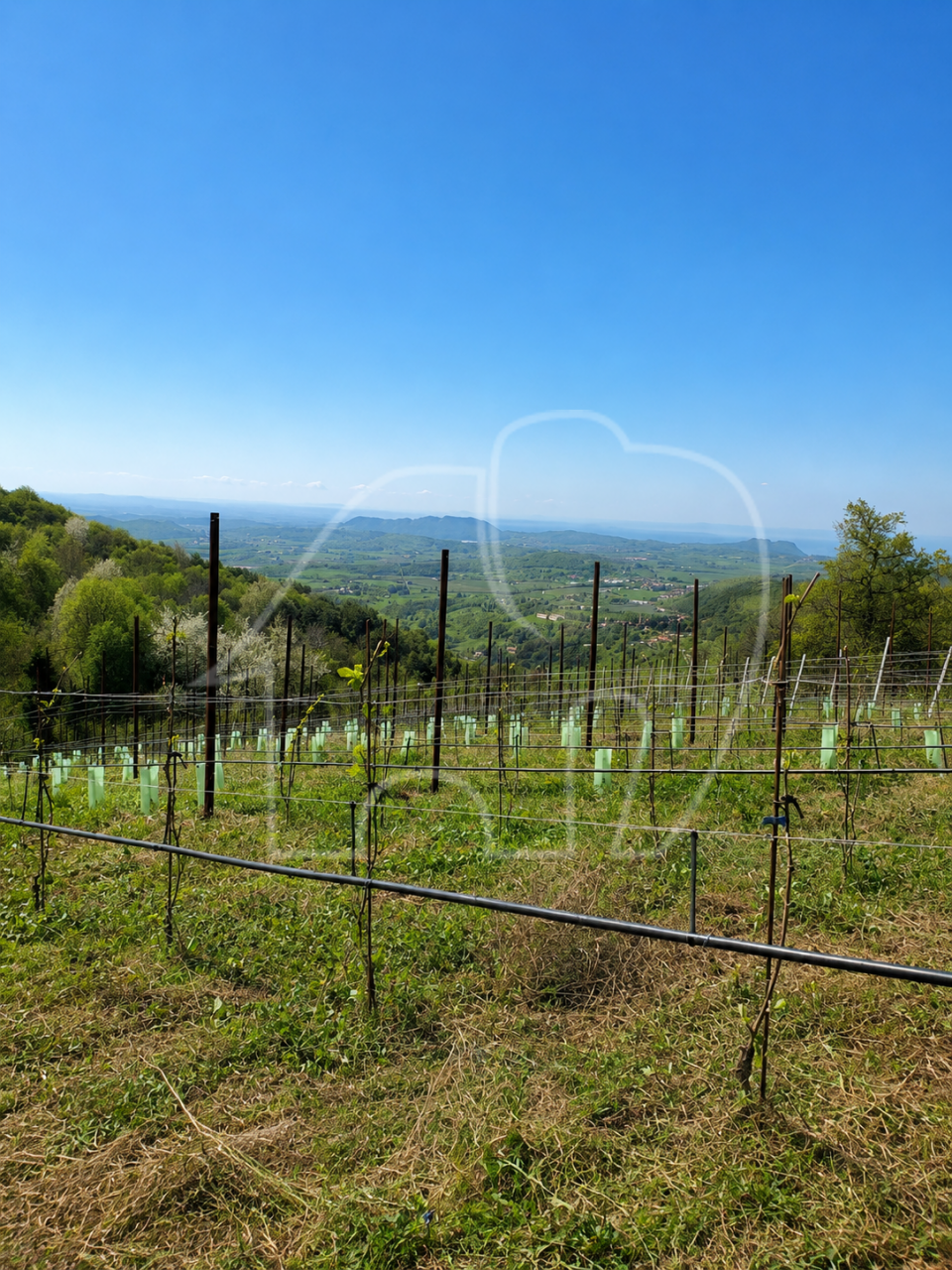 Spiazzi: Grundstück mit Weinberg und Panoramablick
