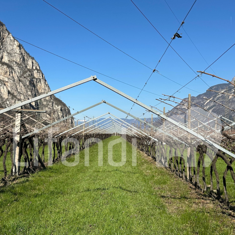 vigneto in Salorno
