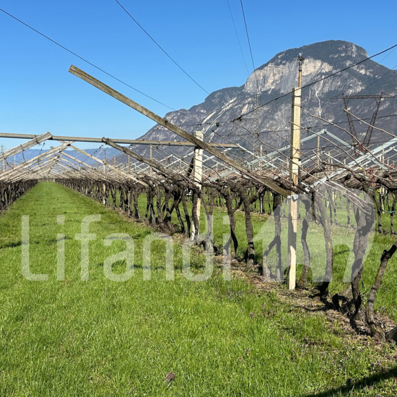 vigneto in Salorno