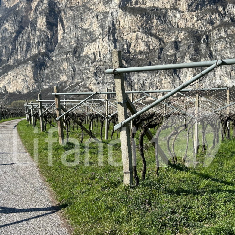 vigneto in Salorno