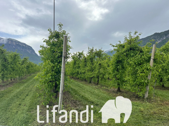 Frutteto a Mattarello