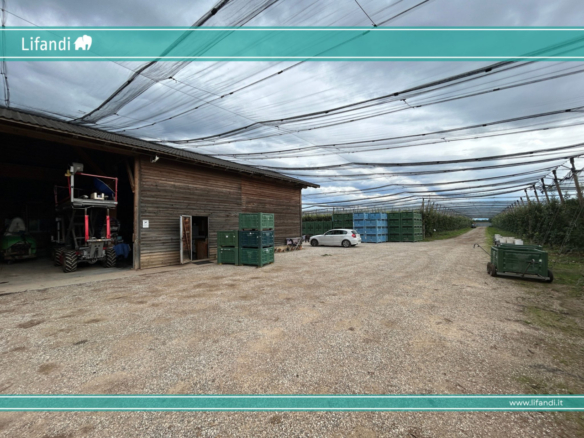 Azienda Agricola/Castions di Strada